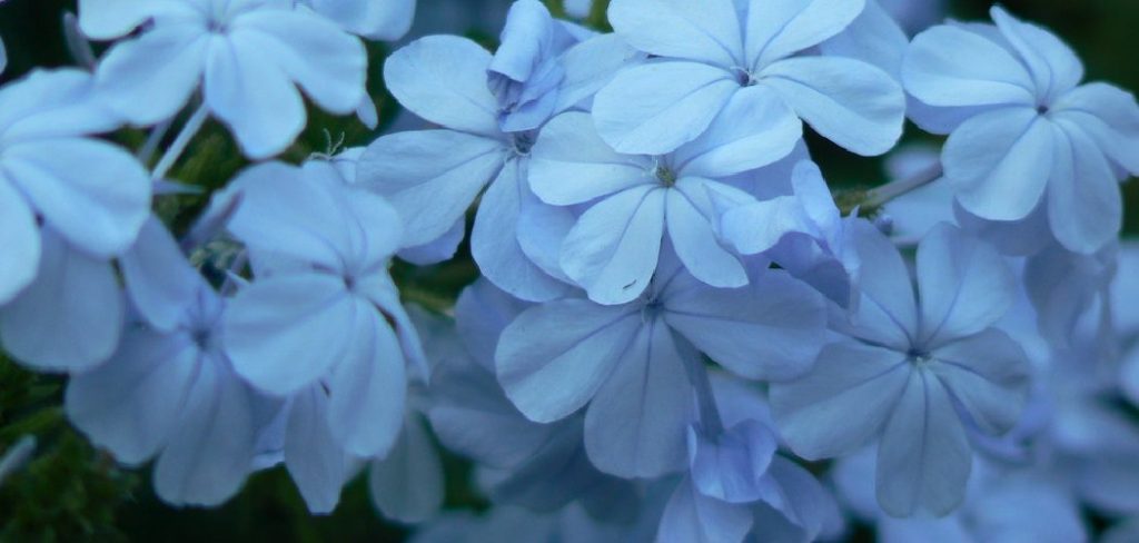 How to Propagate Phlox Plants