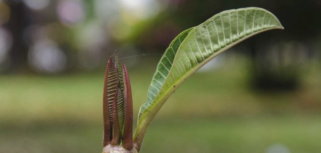 How to Propagate Plumerias
