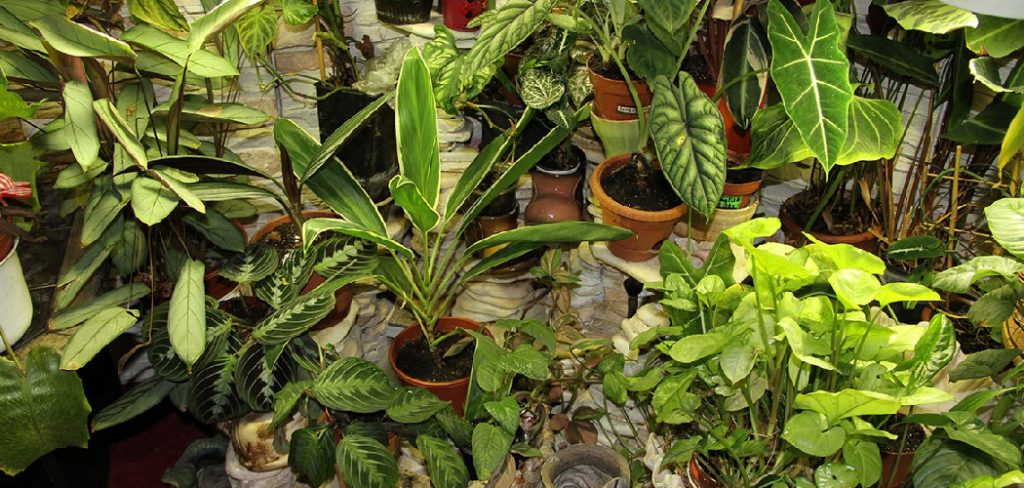 How to Save Overwatered Plants