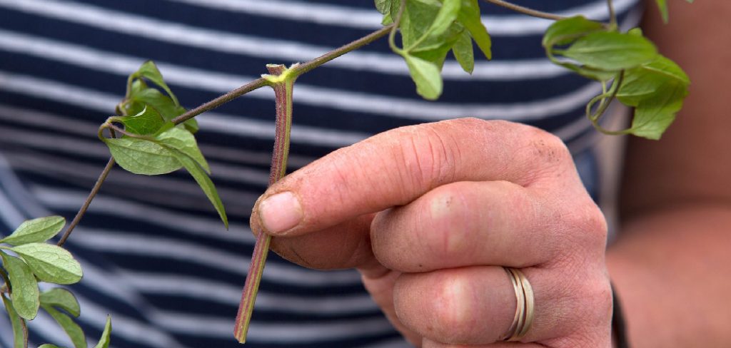 How to Take Cuttings from Clematis