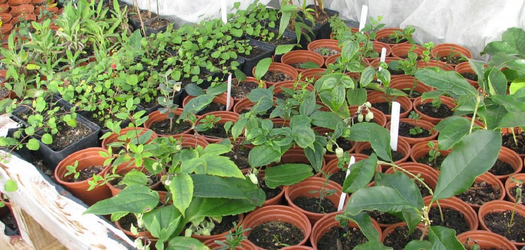 How to Take Cuttings from Clematis