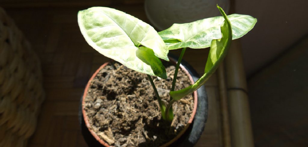 How to Tell If Overwatering Plants