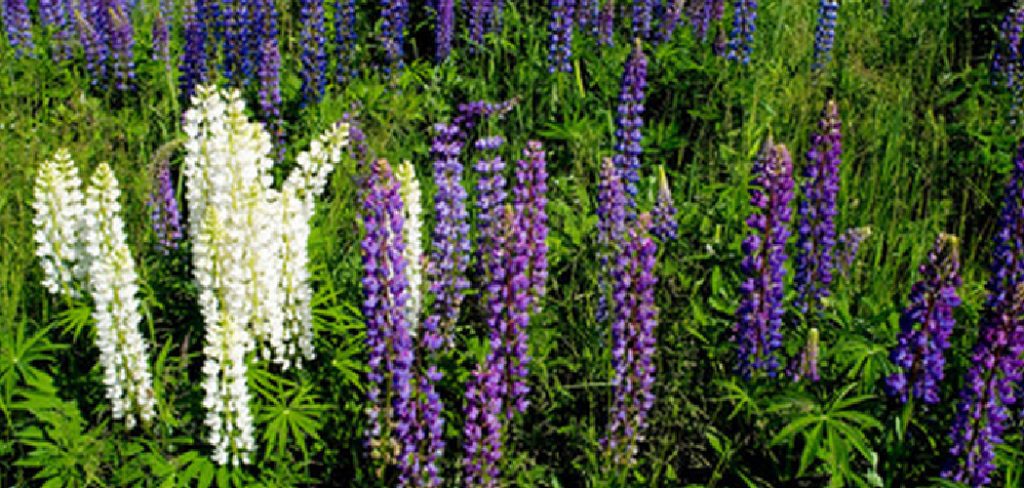 How to Transplant Lupines