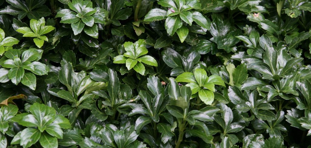 How to Transplant Pachysandra Plants