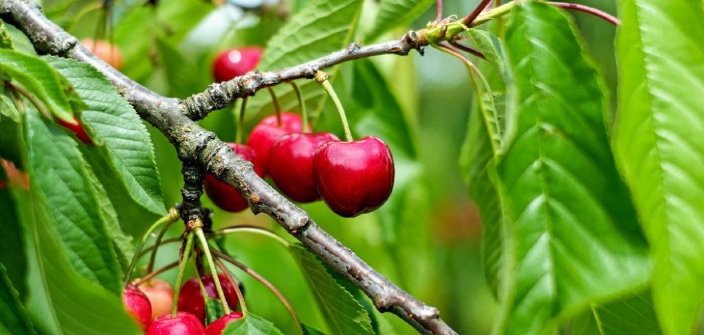 How to Transplant a Cherry Tree