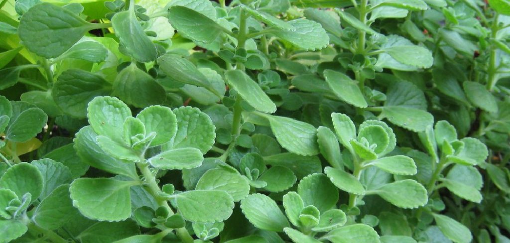 How to Use Vicks Plant