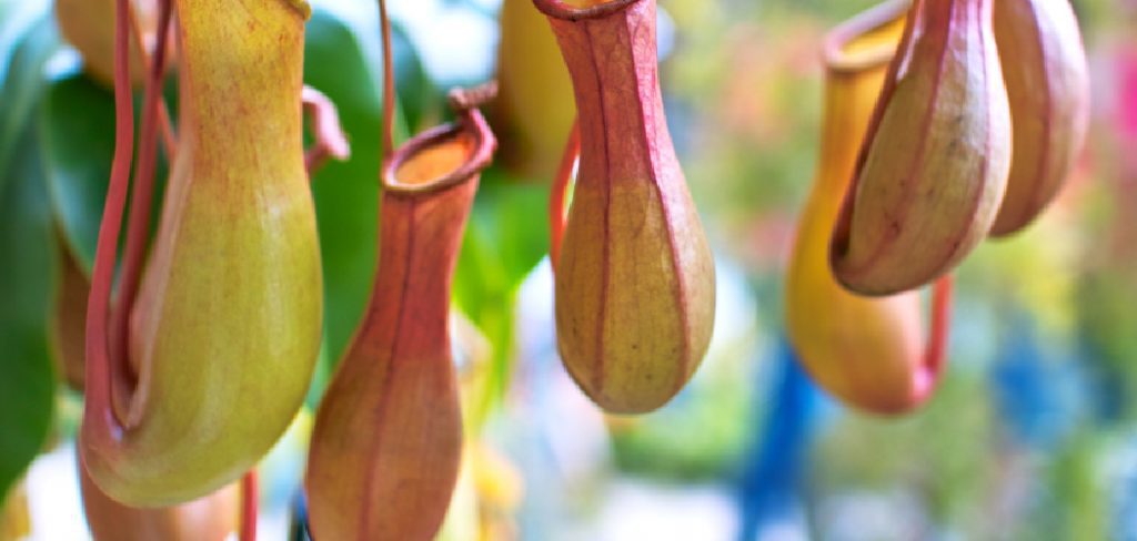 How to Water Pitcher Plants