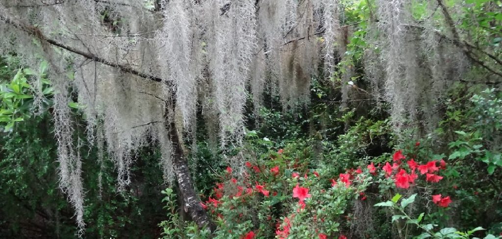 How to Water Spanish Moss