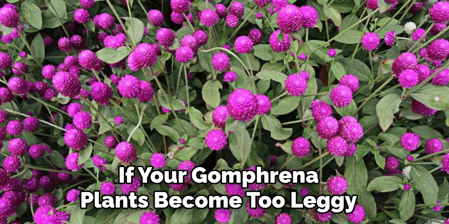 If Your Gomphrena
Plants Become Too Leggy