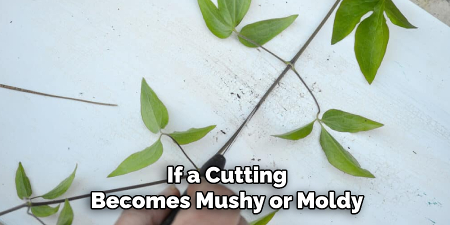 If a Cutting
Becomes Mushy or Moldy
