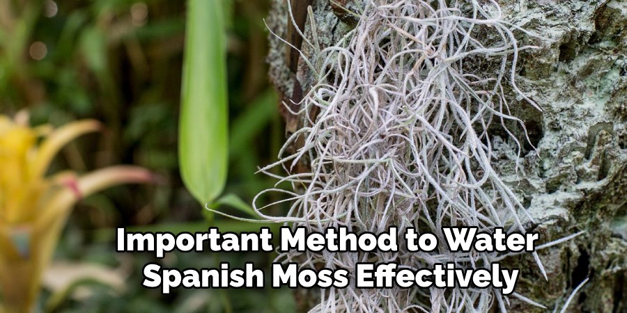 Important Method to Water
Spanish Moss Effectively