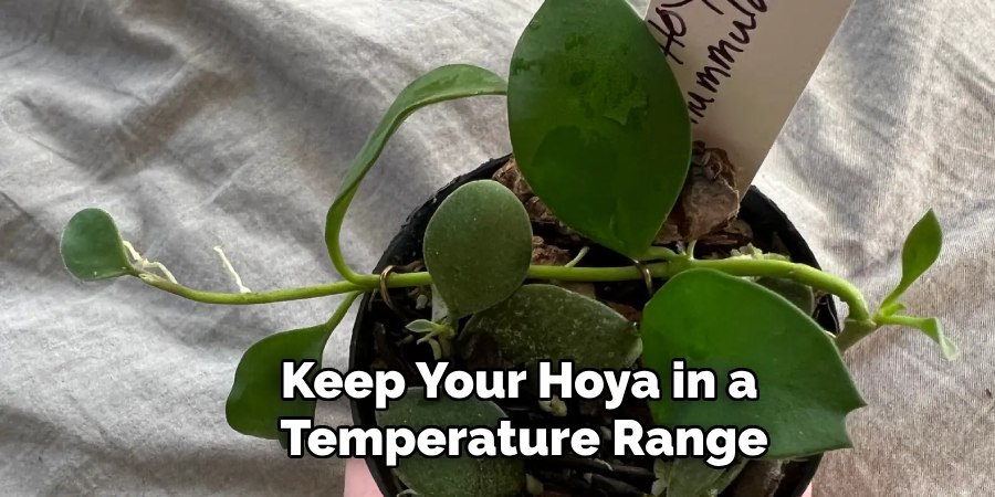 Keep Your Hoya in a
Temperature Range