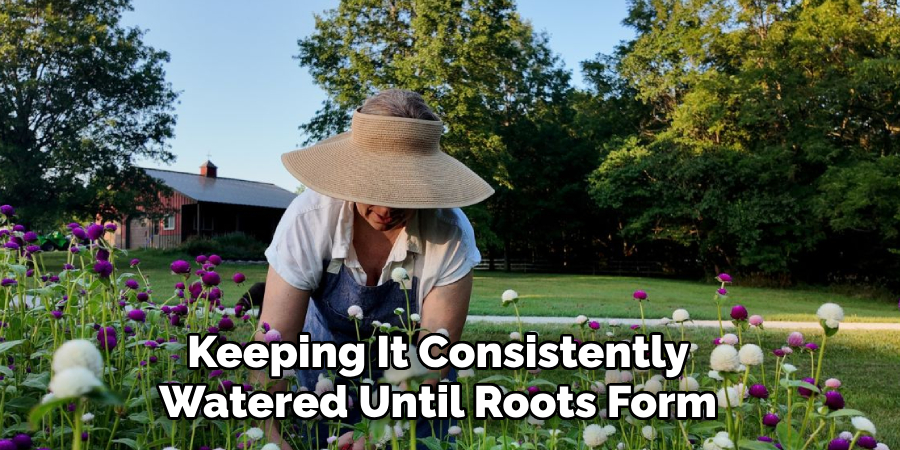 Keeping It Consistently
Watered Until Roots Form