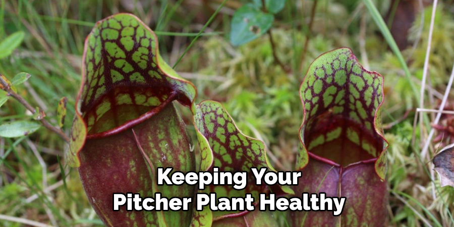 Keeping Your Pitcher Plant Healthy