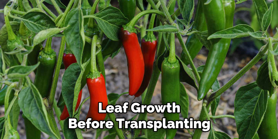 Leaf Growth
Before Transplanting