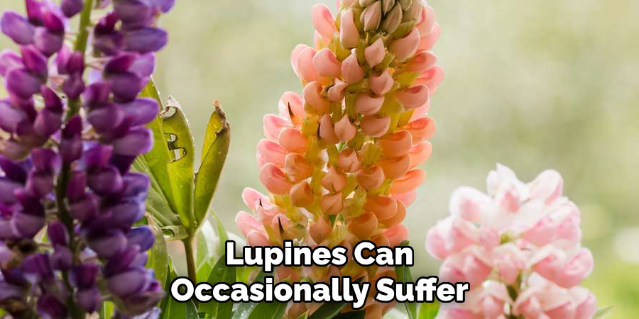 Lupines Can Occasionally Suffer