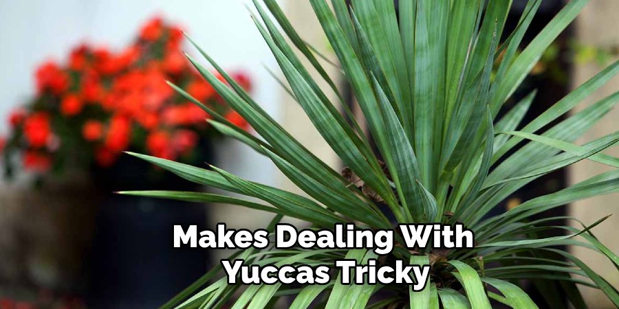 Makes Dealing With
Yuccas Tricky