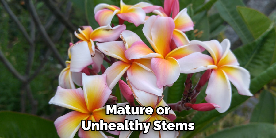 Mature or Unhealthy Stems