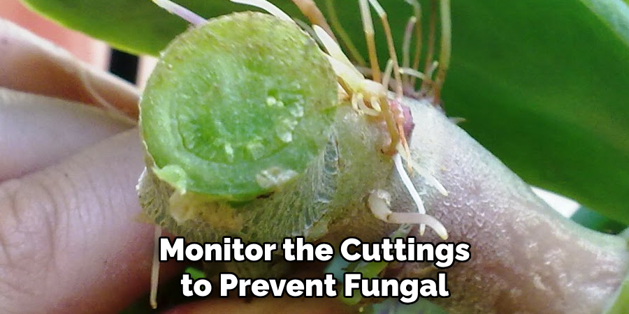 Monitor the Cuttings to Prevent Fungal