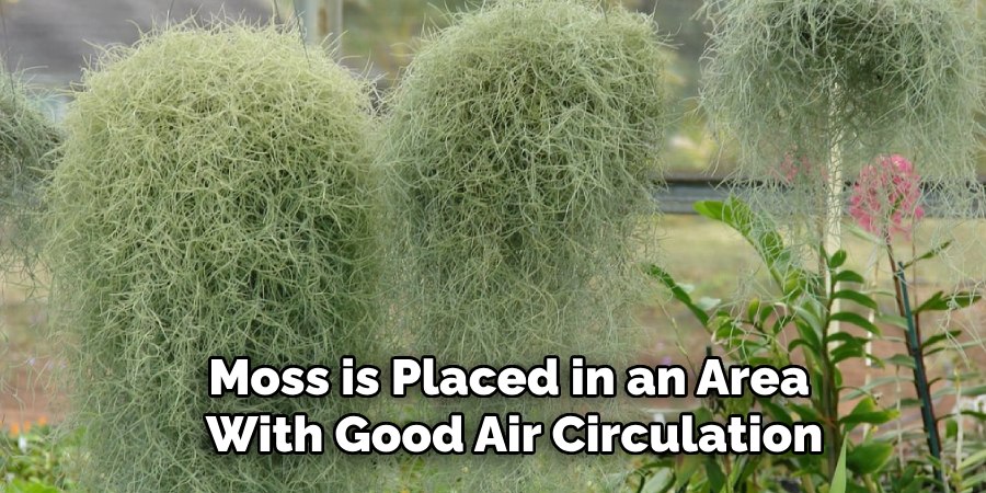 Moss is Placed in an Area
With Good Air Circulation