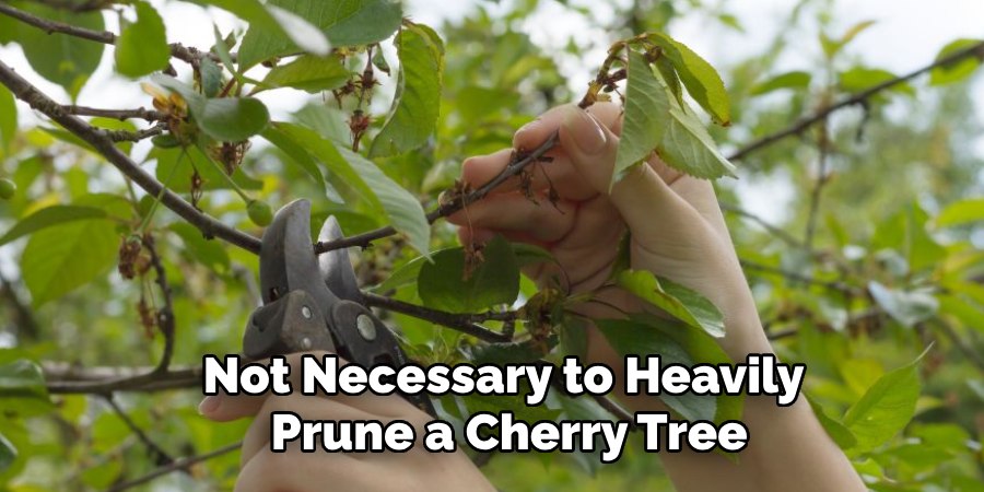 Not Necessary to Heavily
Prune a Cherry Tree