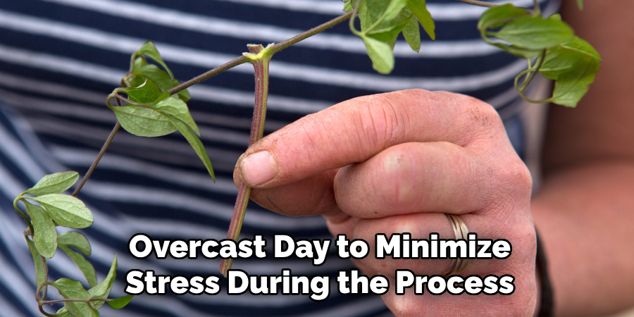 Overcast Day to Minimize
Stress During the Process