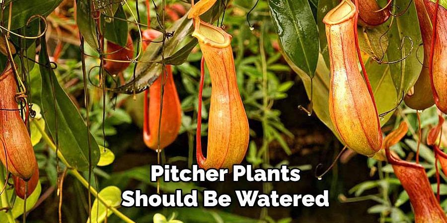 Pitcher Plants Should Be Watered