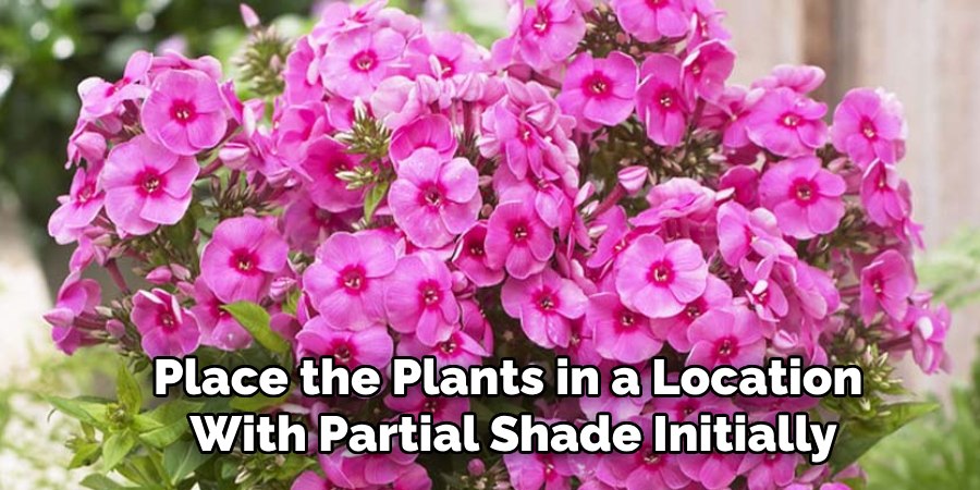 Place the Plants in a Location
With Partial Shade Initially
