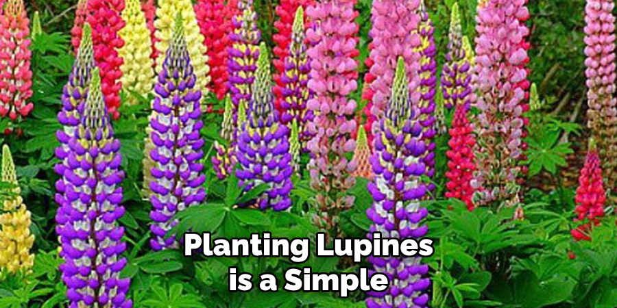 Planting Lupines is a Simple