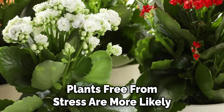 Plants Free From Stress Are More Likely