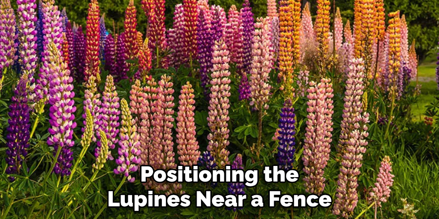 Positioning the Lupines Near a Fence