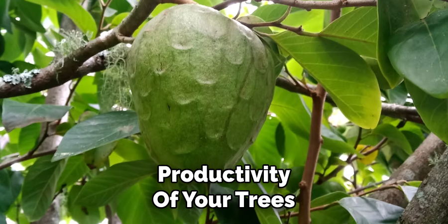 Productivity
Of Your Trees