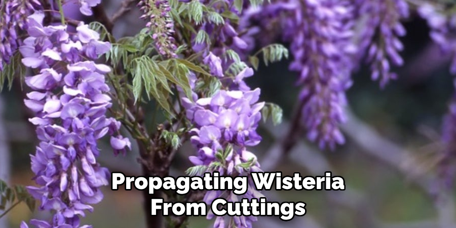Propagating Wisteria From Cuttings