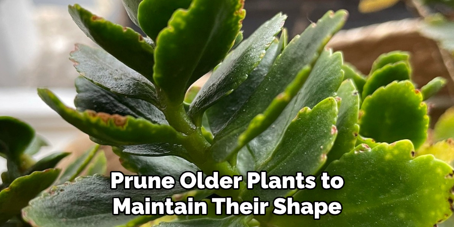 Prune Older Plants to Maintain Their Shape