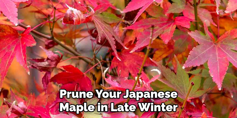 Prune Your Japanese Maple in Late Winter