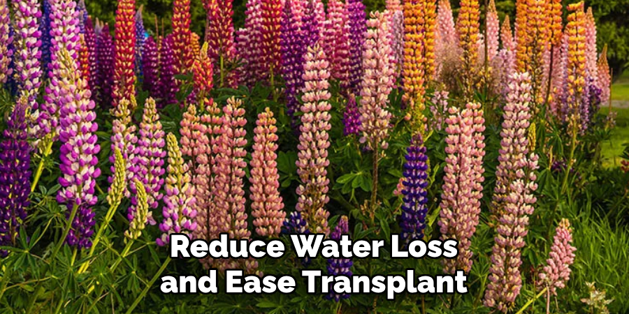 Reduce Water Loss and Ease Transplant