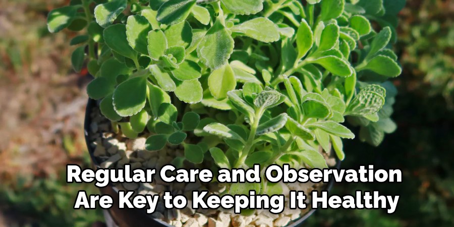 Regular Care and Observation
Are Key to Keeping It Healthy