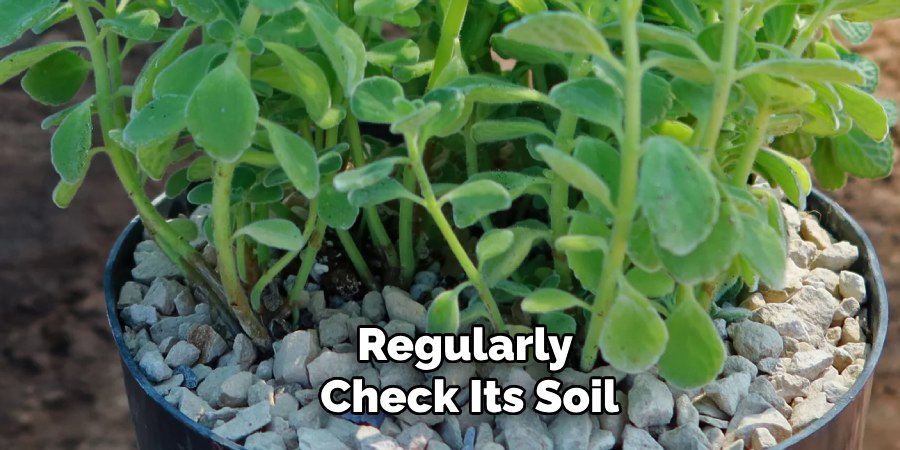 Regularly
Check Its Soil