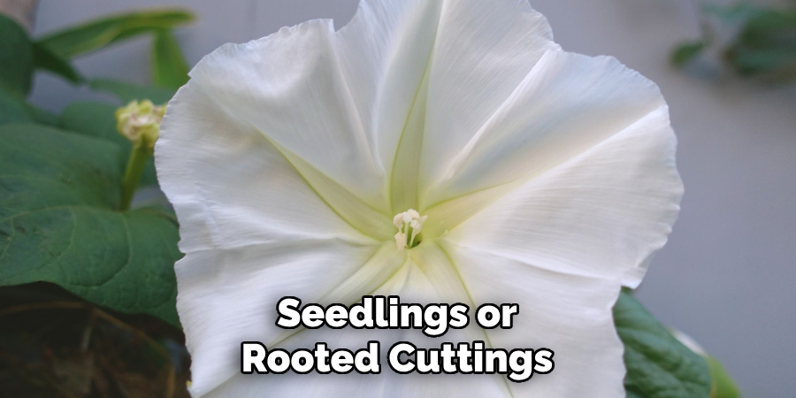 Seedlings or Rooted Cuttings