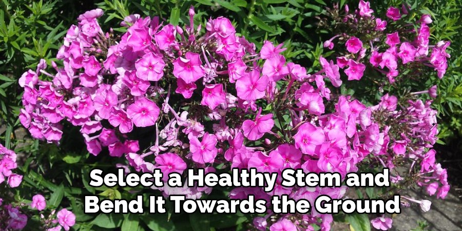 Select a Healthy Stem and
Bend It Towards the Ground