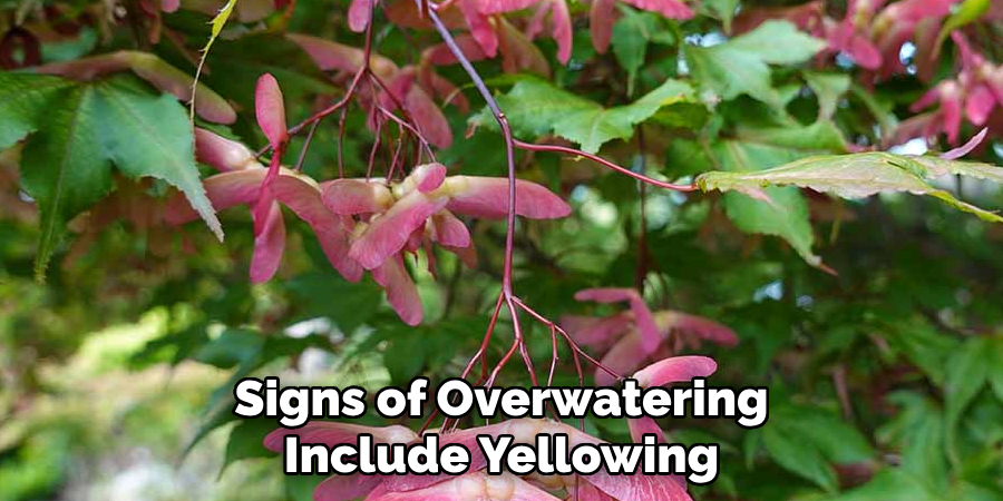 Signs of Overwatering Include Yellowing