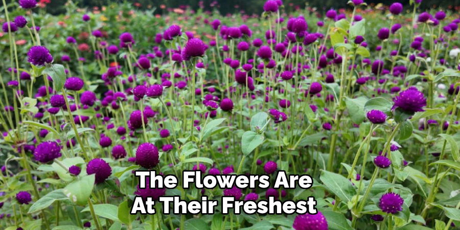 The Flowers Are
At Their Freshest