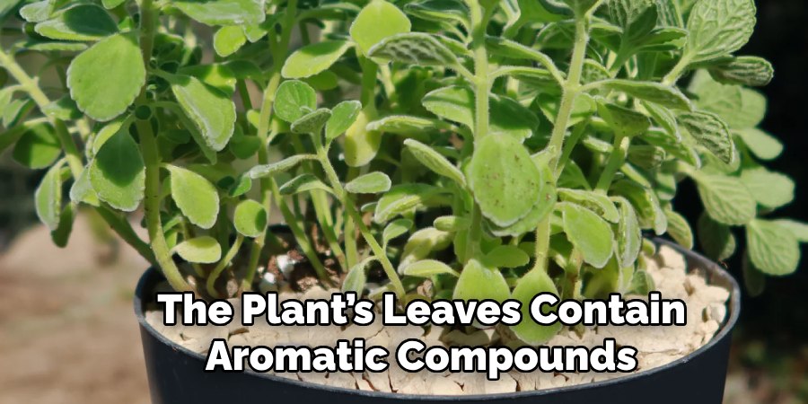 The Plant’s Leaves Contain
Aromatic Compounds