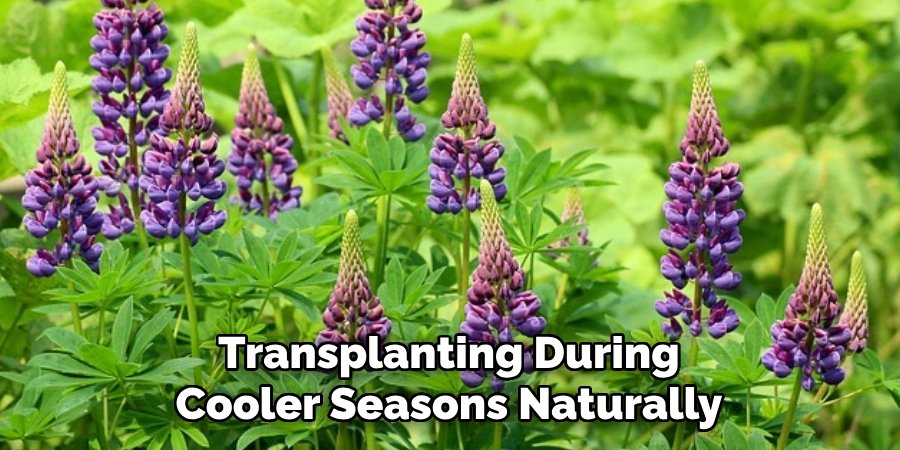 Transplanting During Cooler Seasons Naturally