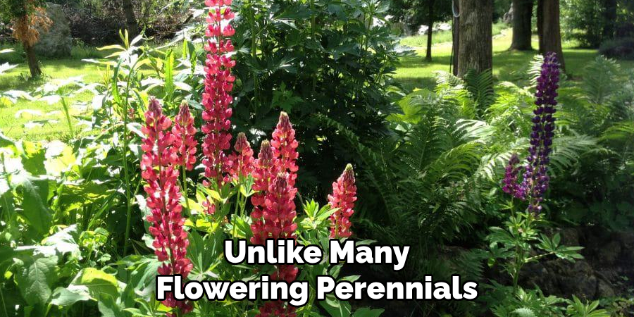 Unlike Many Flowering Perennials