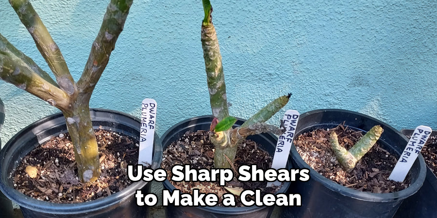 Use Sharp Shears to Make a Clean