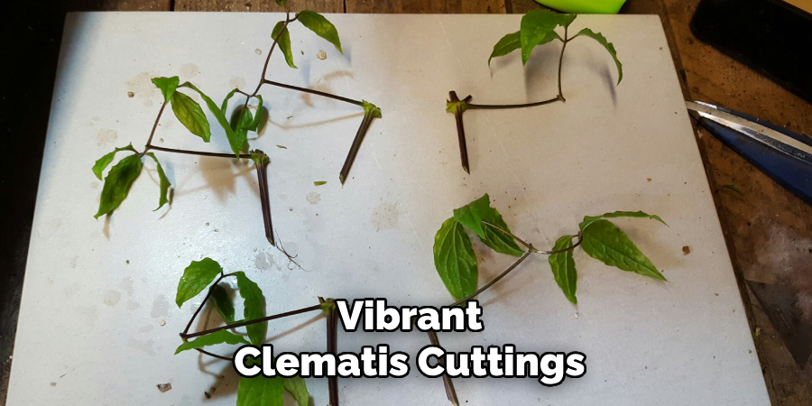 Vibrant
Clematis Cuttings