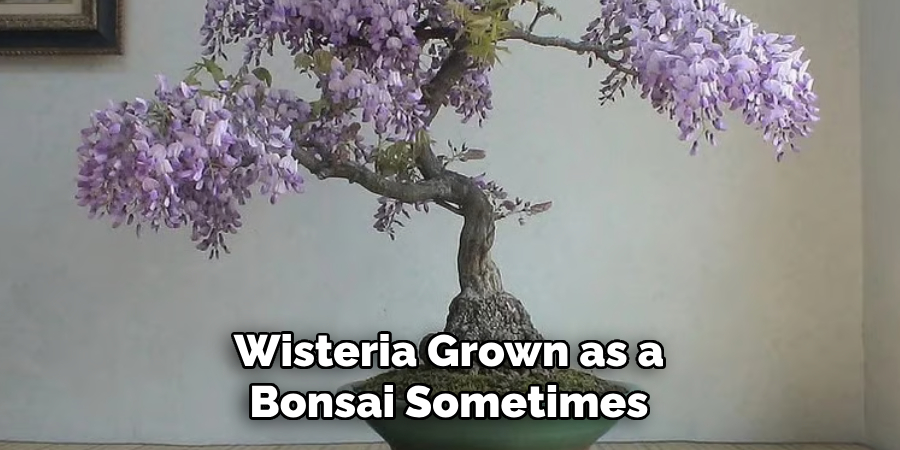 Wisteria Grown as a Bonsai Sometimes