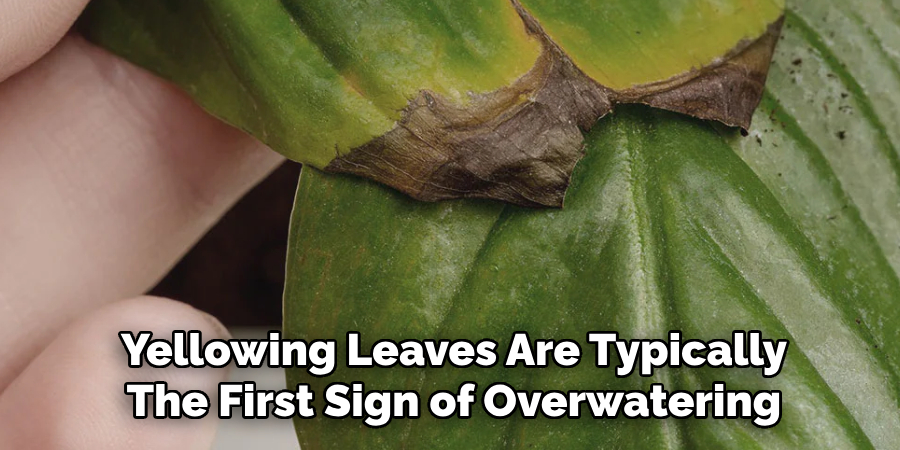 Yellowing Leaves Are Typically
The First Sign of Overwatering