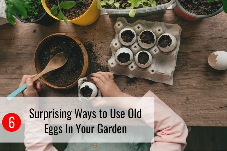 How to Use Old Eggs in the Garden 4 Easy Steps (2024)